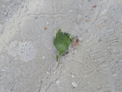 Udotea flabellum