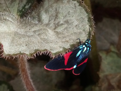 Cyanopepla scintillans