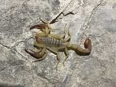Franckeus rubrimanus