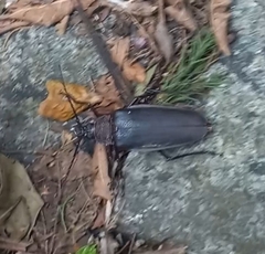 Ctenoscelis acanthopus