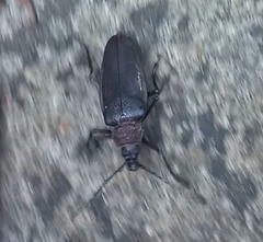 Ctenoscelis acanthopus