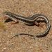 Namaqua Plated Lizard - Photo (c) Kevin Murray, some rights reserved (CC BY), uploaded by Kevin Murray
