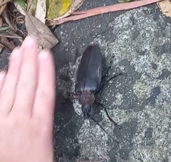 Ctenoscelis acanthopus