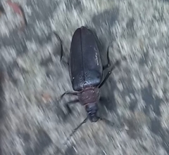 Ctenoscelis acanthopus