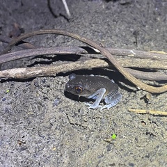 Leptobrachium hendricksoni