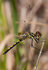 Celithemis ornata