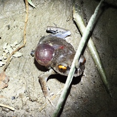 Leptobrachium hendricksoni