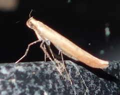 Caloptilia invariabilis