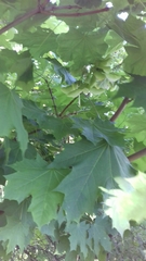 Acer platanoides