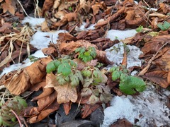 Geranium robertianum