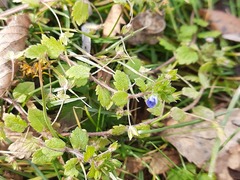 Veronica persica