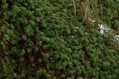 Saxifraga hypnoides