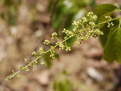Celastrus paniculatus