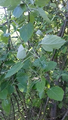 Populus alba