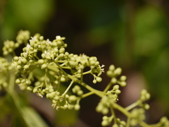 Celastrus paniculatus