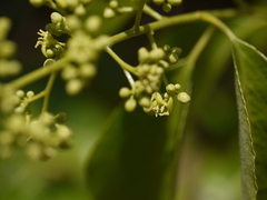Celastrus paniculatus