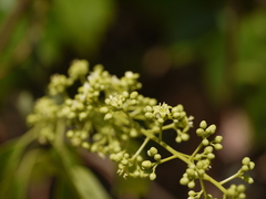 Celastrus paniculatus