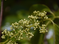 Celastrus paniculatus