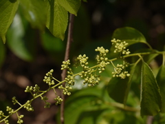 Celastrus paniculatus