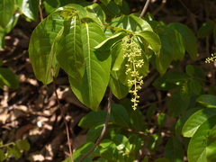 Celastrus paniculatus