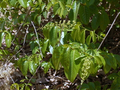 Celastrus paniculatus