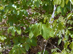 Celastrus paniculatus