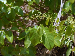 Celastrus paniculatus