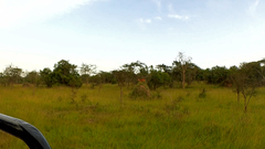 Tragelaphus scriptus bor