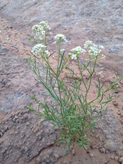 Lepidium montanum