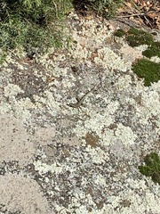 Podarcis guadarramae