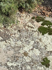 Podarcis guadarramae