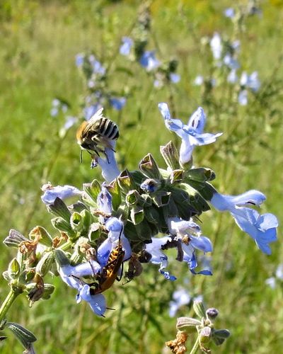 Blue Sage Longhorn Bee photographed in Missouri