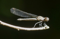 Platycypha