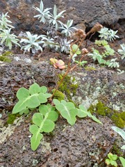Sonchus latifolius