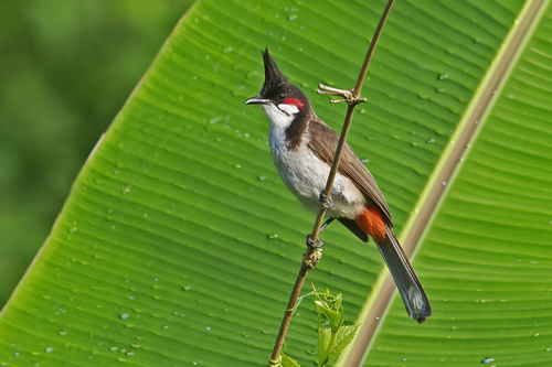 Common Red Bulbul Bird in Kerala Stock Image - Image of leaf, yellow:  279282325