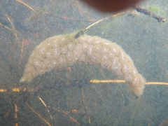 Pectinatella