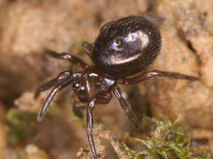 Theridiidae