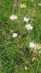 Leucanthemum rotundifolium