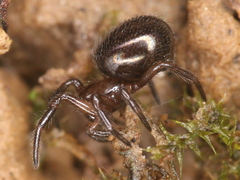 Theridiidae
