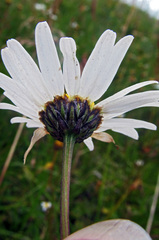 Leucanthemum rotundifolium