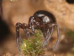Theridiidae