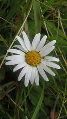 Leucanthemum rotundifolium