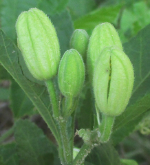 Grewia avellana