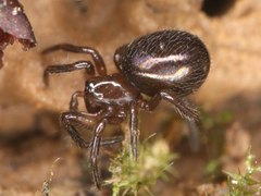 Theridiidae