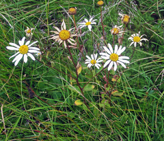 Leucanthemum rotundifolium