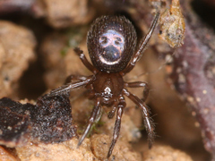 Theridiidae