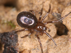 Theridiidae