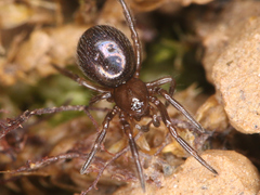 Theridiidae