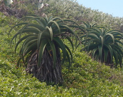 Aloe thraskii