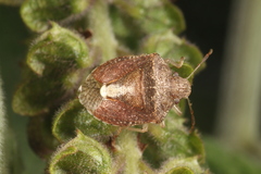 Dryadocoris apicalis